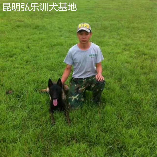 昆明弘乐训犬基地:五个训狗小技巧!