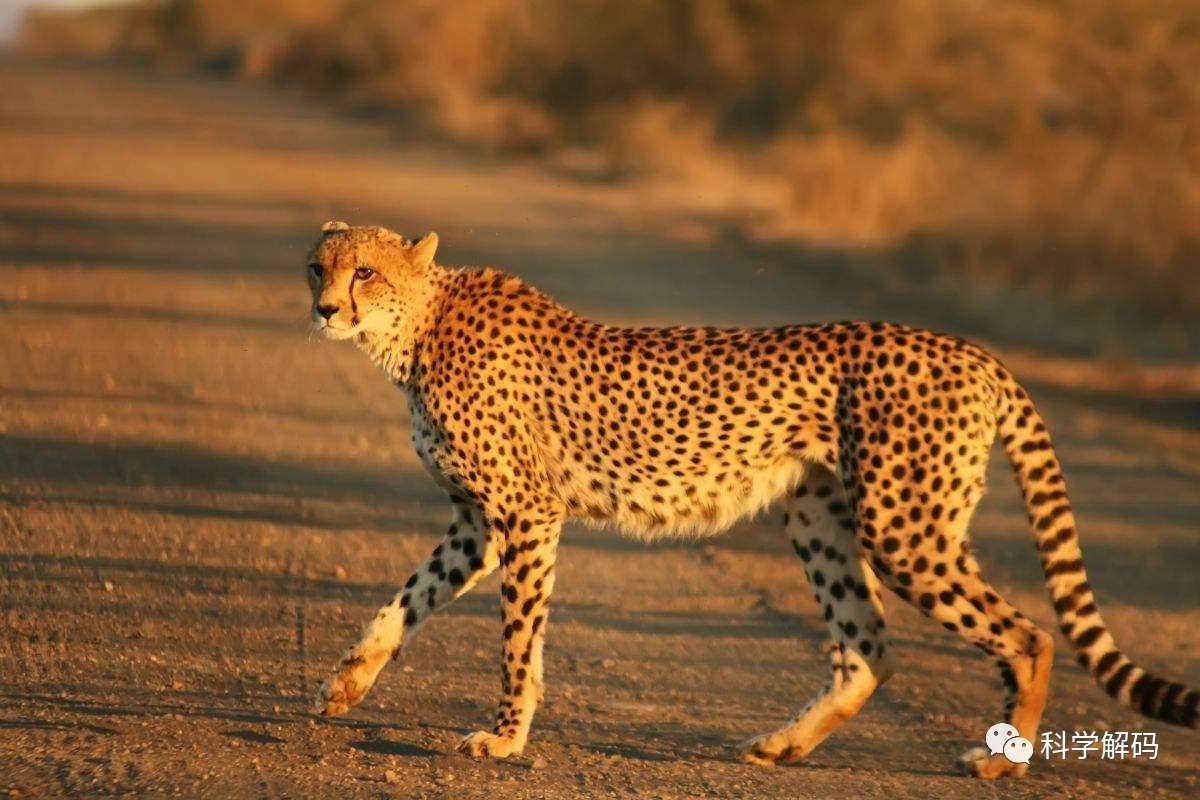 猎豹到底能不能拐弯?