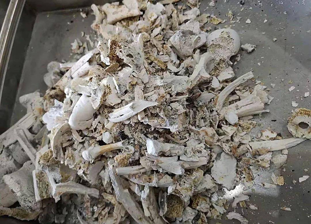 今天详聊话题:佛教中的"舍利子",普通人能否拥有?