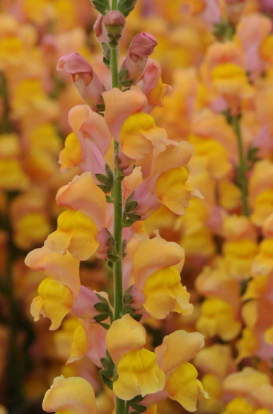 金鱼草:一种与金鱼相似但并非鱼类的植物