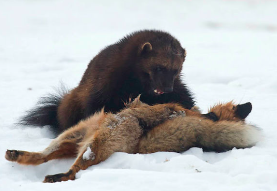 大兴安岭出现"金刚狼",野狼直接被咬死生吃,棕熊见了不敢走