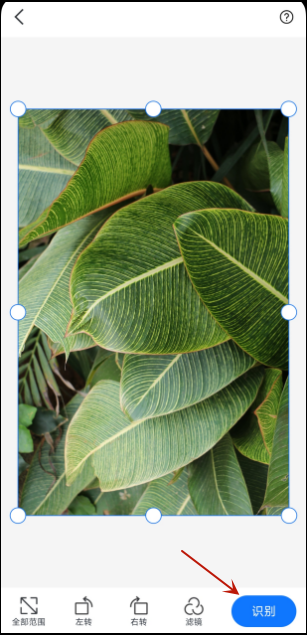 手机扫一扫识别植物怎么操作?你可以这样识别