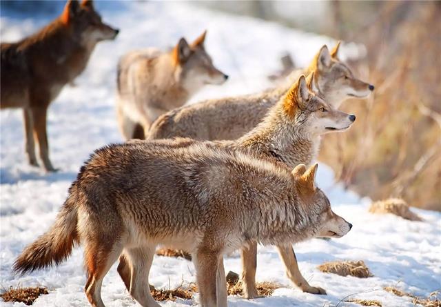 6只狼去捕羊,被牧羊犬驱赶,夜晚趁狗被拴着,狼冲上去将狗咬死