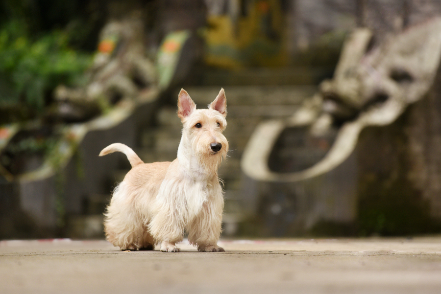 帕尔森罗塞尔梗饲养攻略:培养忠诚,活泼又聪明的宠物伴侣