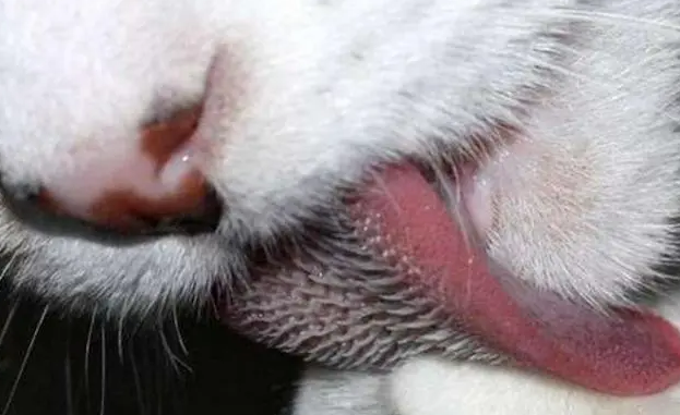 猫咪舌头上的倒刺究竟隐藏着什么秘密?