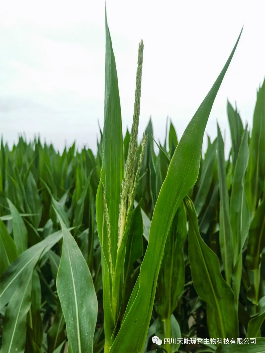 首次实现商业化应用-玉米核雄性不育制种技术