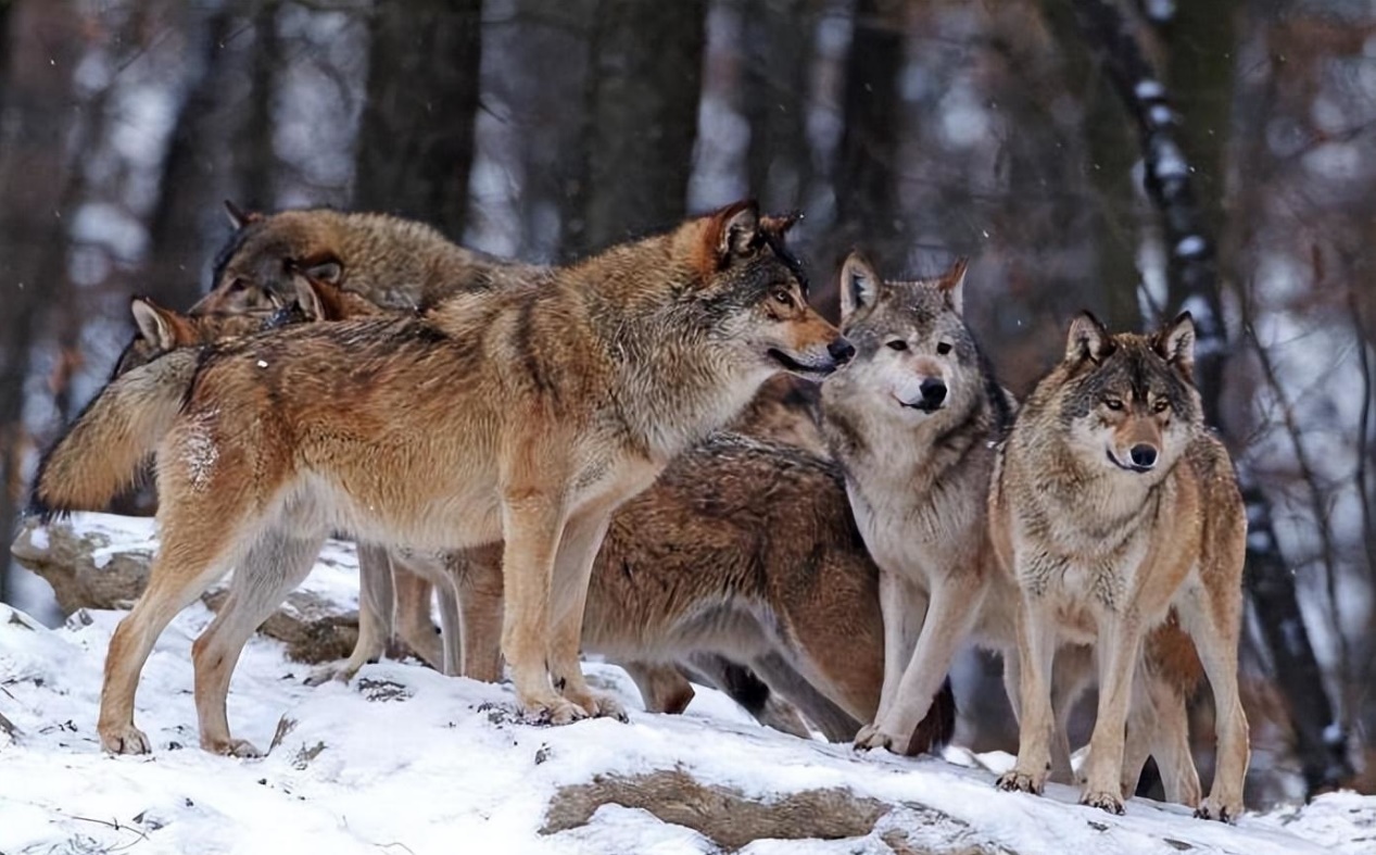 等级森严的狼群有多厉害?狼王的一声嚎叫,就能召集小狼合力捕猎