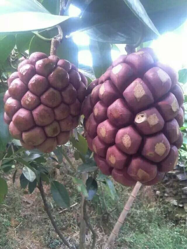 家中有院子的,不妨都安排上这种奇特果树,耐寒耐旱,好吃又营养