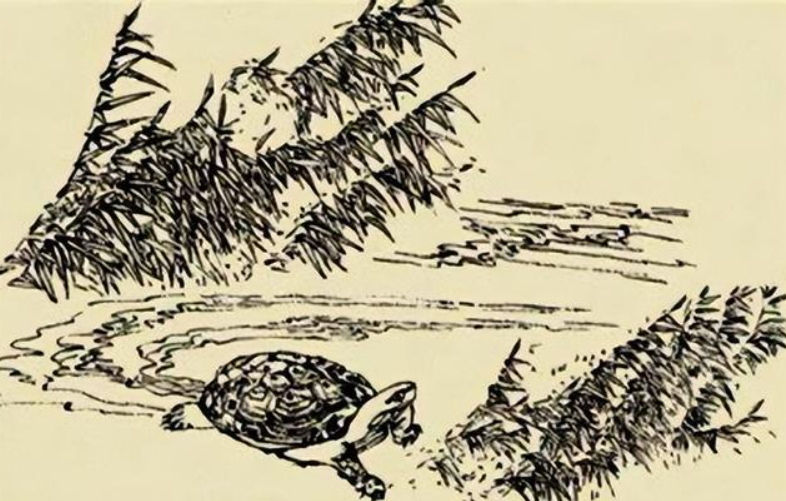 梦回水泽，捉住乌龟又放生的寓意与心理解析