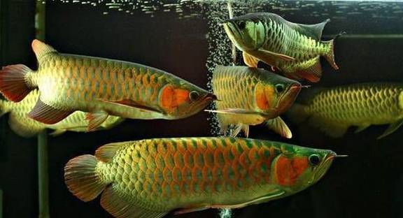 金龙鱼和银龙鱼的主要区别是什么