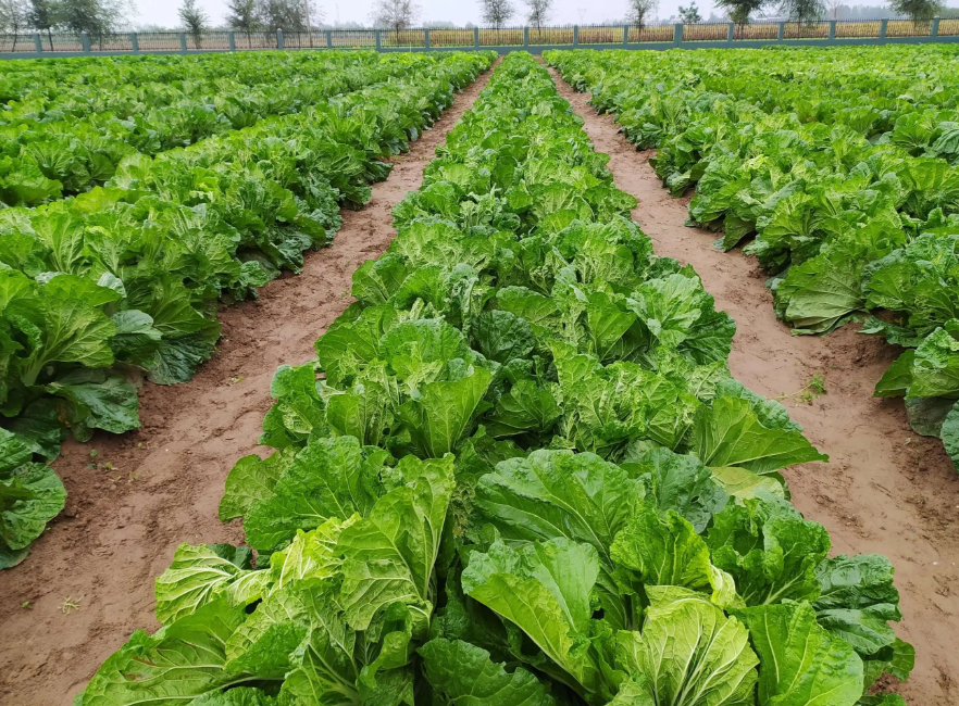 露天大白菜种植时间和方法