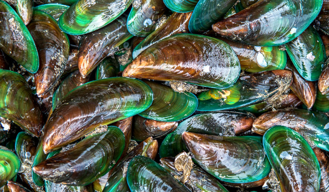 为关节健康"全力以护",highq绿唇贻贝为你"加骨劲"