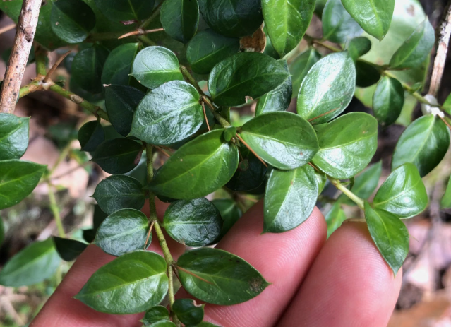 带刺的植物图片和名字图片