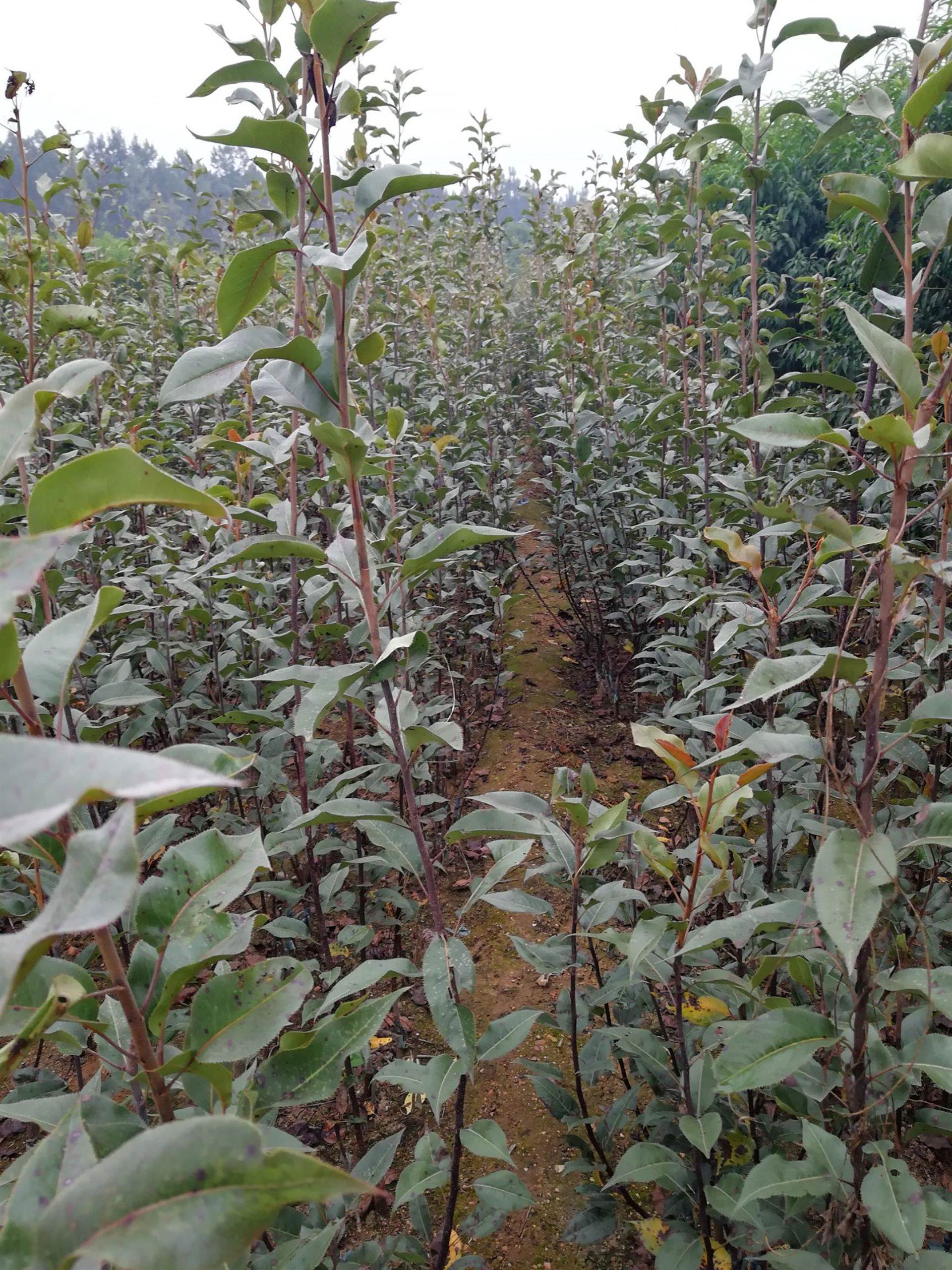 我们家与果苗的奇妙缘分,全因为成都农科的成全