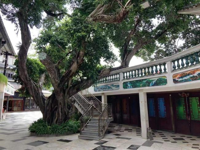 探寻广州最大的园林酒家,泮溪酒家庭院深深几许,不吹空调也凉快