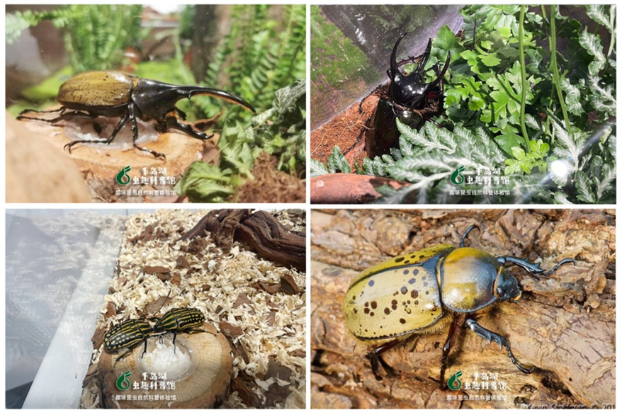 淳安县县委常委鲁连美及各乡镇商会负责人调研千岛湖虫趣科普馆