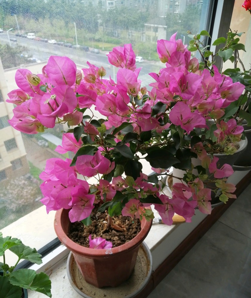 阳台有位置,可以养棵"绿叶宫粉",四季有花看,封闭阳台也能养