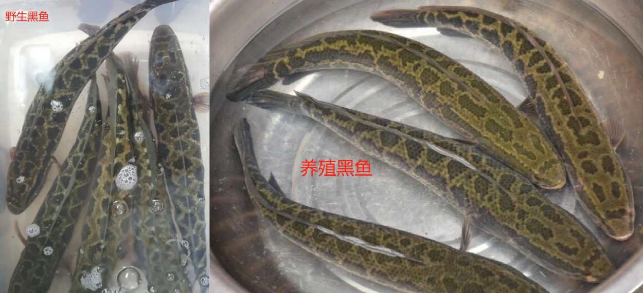 野生黑鱼和养殖黑鱼的区别