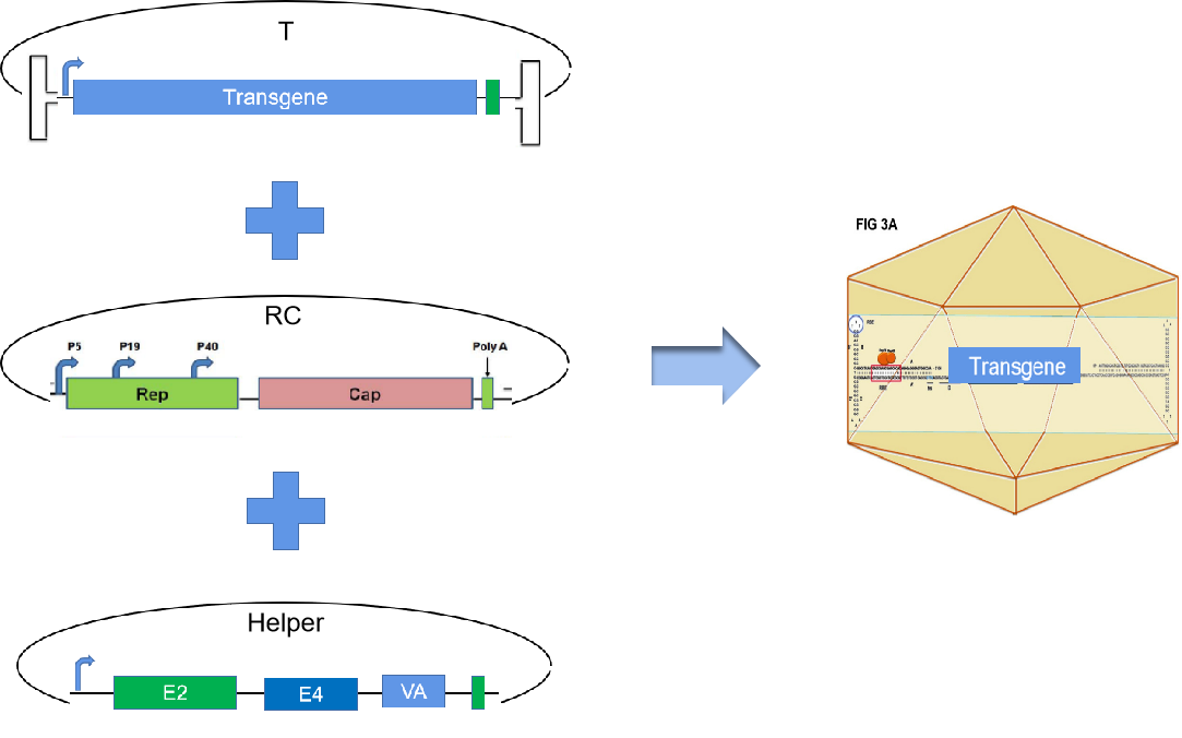 基因治疗中的aav载体-重组aav的炼成