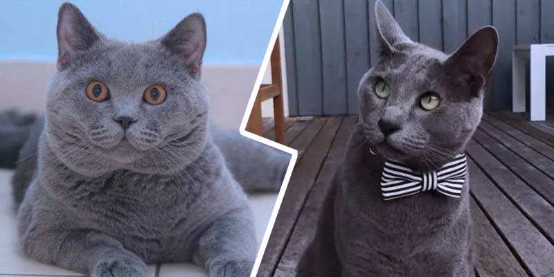 到底是夏特尔蓝猫还是英短蓝猫?别再傻傻分不清楚了