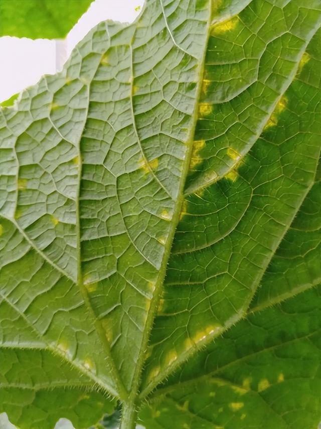 黄瓜叶子出现枯黄斑点并非是病虫害,多半是缺肥所导致