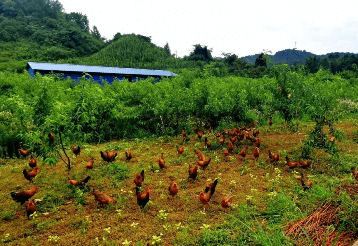 中裕百丰生态养殖助力大学生就业梦想,青春与绿意交织