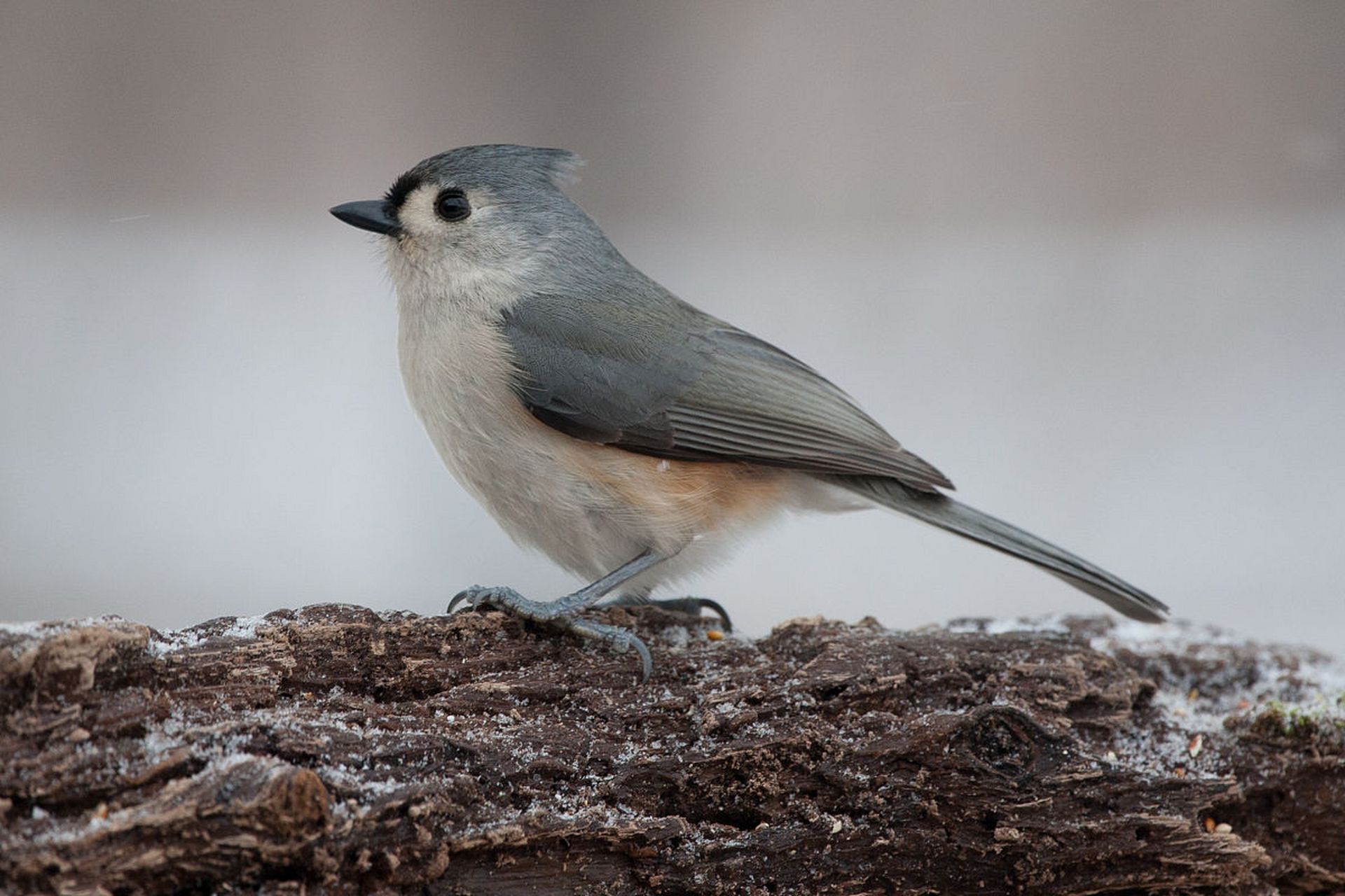灰文鸟的饲养需要关注环境,食物,繁殖,健康和训练等方面.