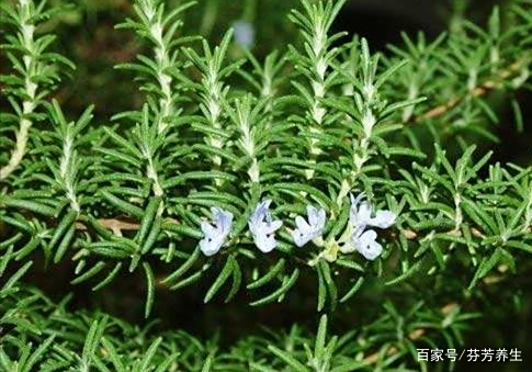 迷迭香茶养生之效 迷迭香茶养生之效