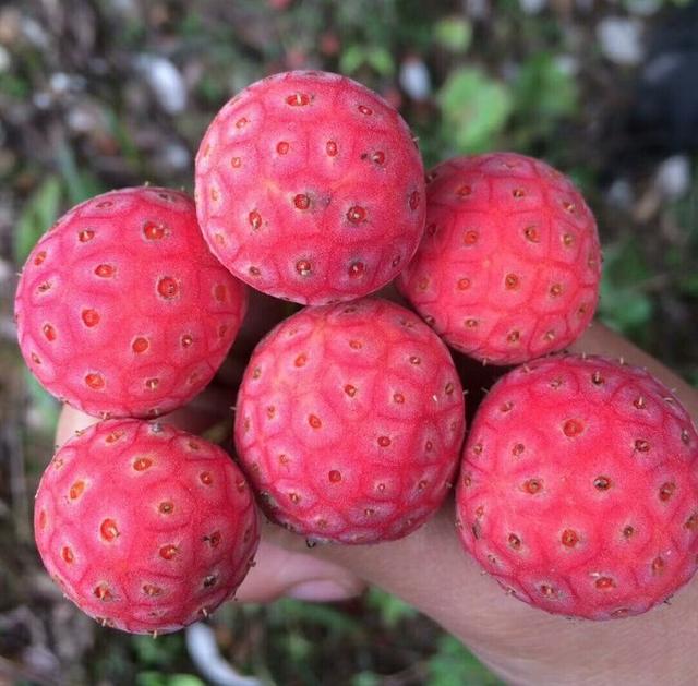 恩施大山深处的美味水果,味蕾上的旧时回忆