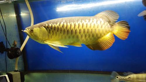 龙鱼新手容易掉进的坑,挑选龙鱼时要注意这一点,极有可能是病鱼