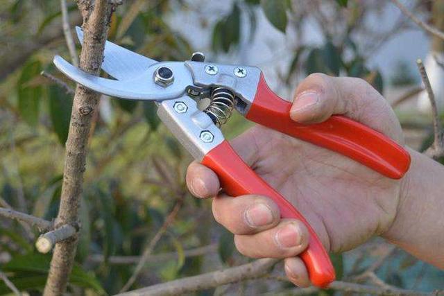 入冬后,花卉修剪"不可少",这4种"越剪越旺",来年花苞多