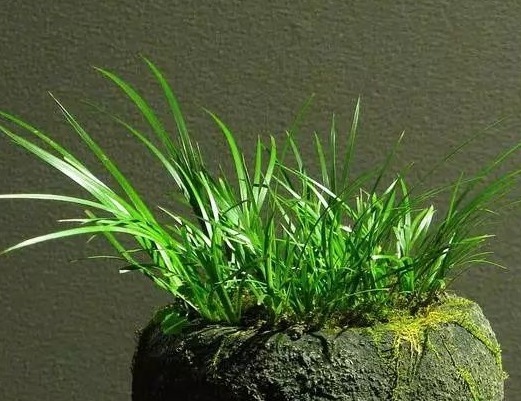 菖蒲在北方冬季养护的经验分享