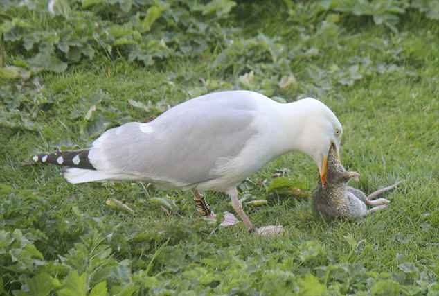 惊掉下巴!贪婪海鸥一口吞下30公分巨型老鼠