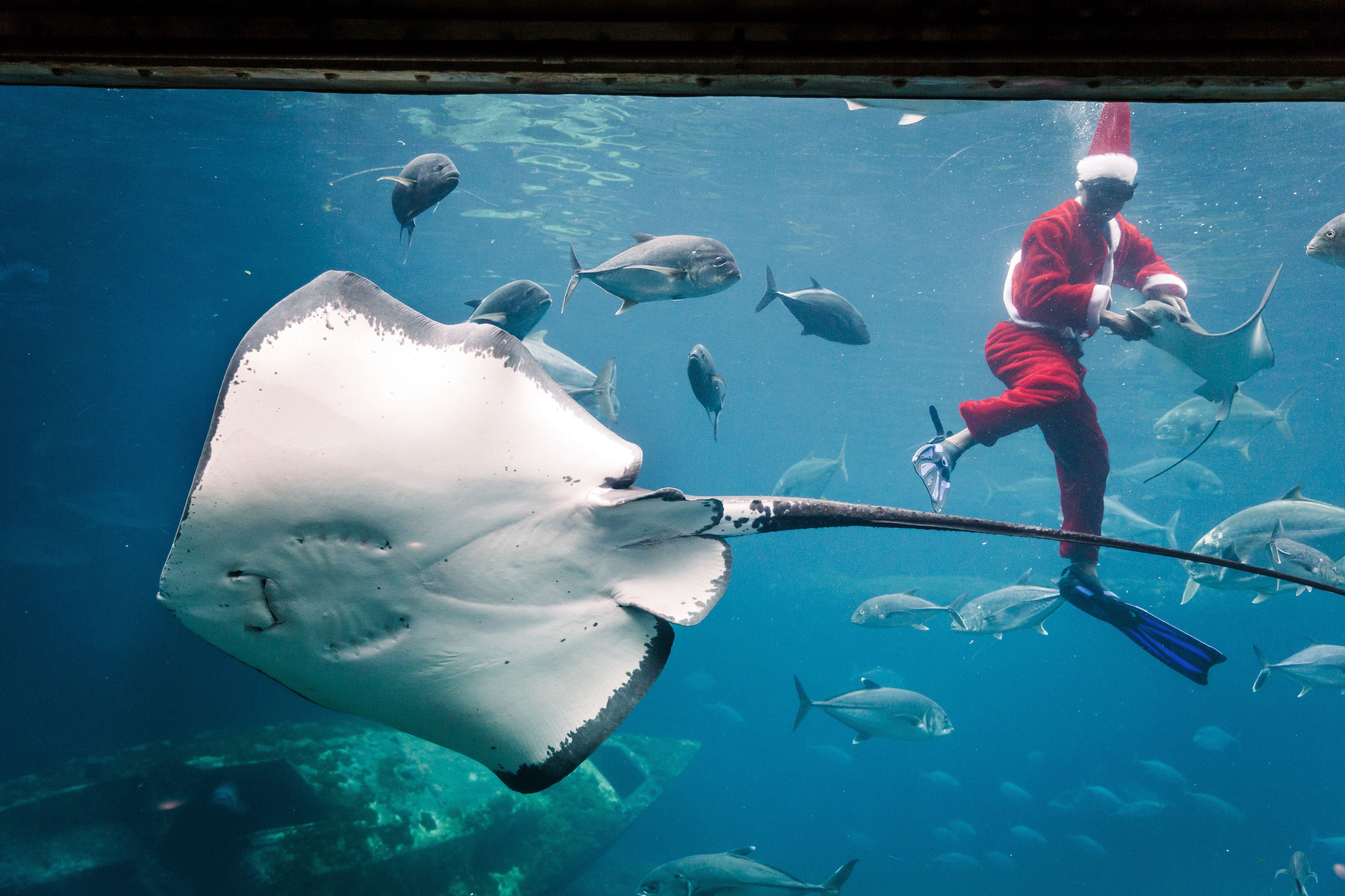 水族馆壁纸图片