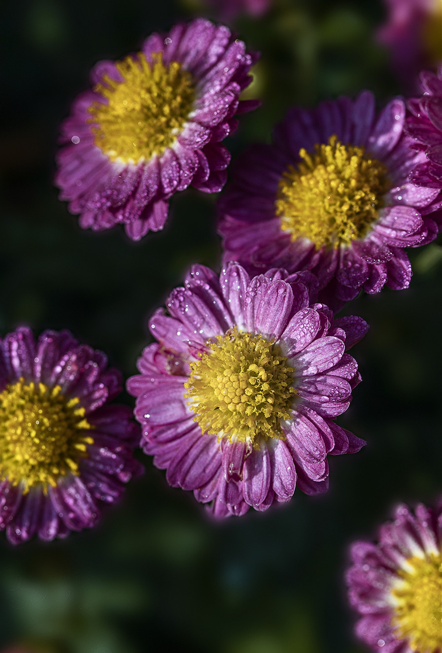 收获的季节,秋菊绽放尽显迷人秋色 转载自百家号作者:蚕豆谈摄影