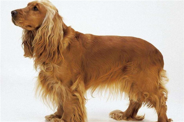 晚上带着美国可卡犬出去活动需要注意什么?