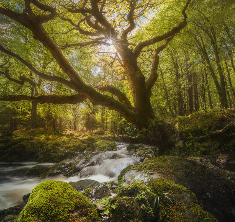 美图:森林里生长着各种各样的树木,有些根本叫不出名字