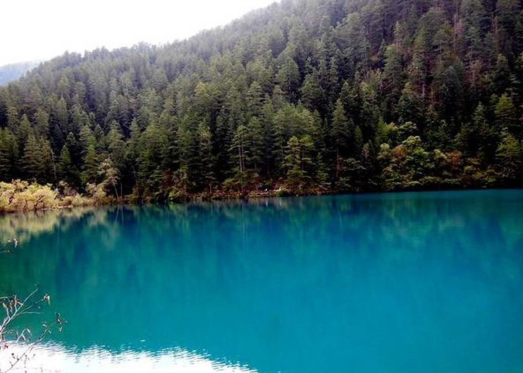 【九寨沟天鹅湖】天鹅海海拔2905米,是半沼泽湖泊.