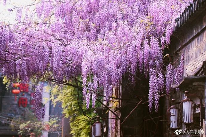 南京紫藤花開正好,漫步老門東,是否被那紫色的花雨吸引了呢?