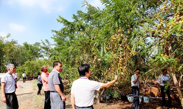平南:大玉余甘果(核心)示范区建设初具规模