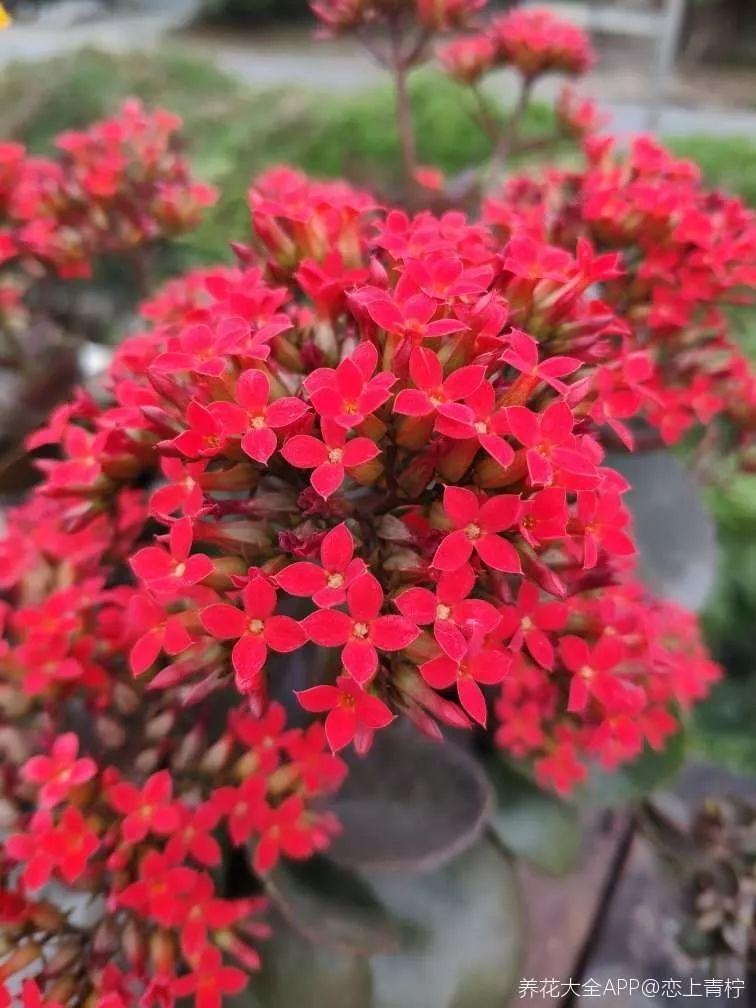 7种转运花,年底在家养一盆,开花就是好兆头!