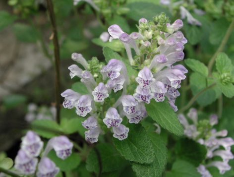 别看这种"牙刷草"其貌不扬,在农村却很出名,你们知道为什么吗