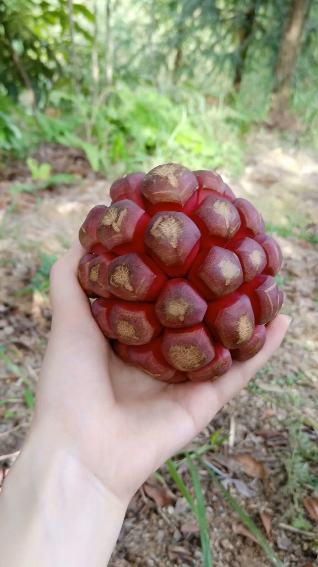 好特别的水果,您见过吗