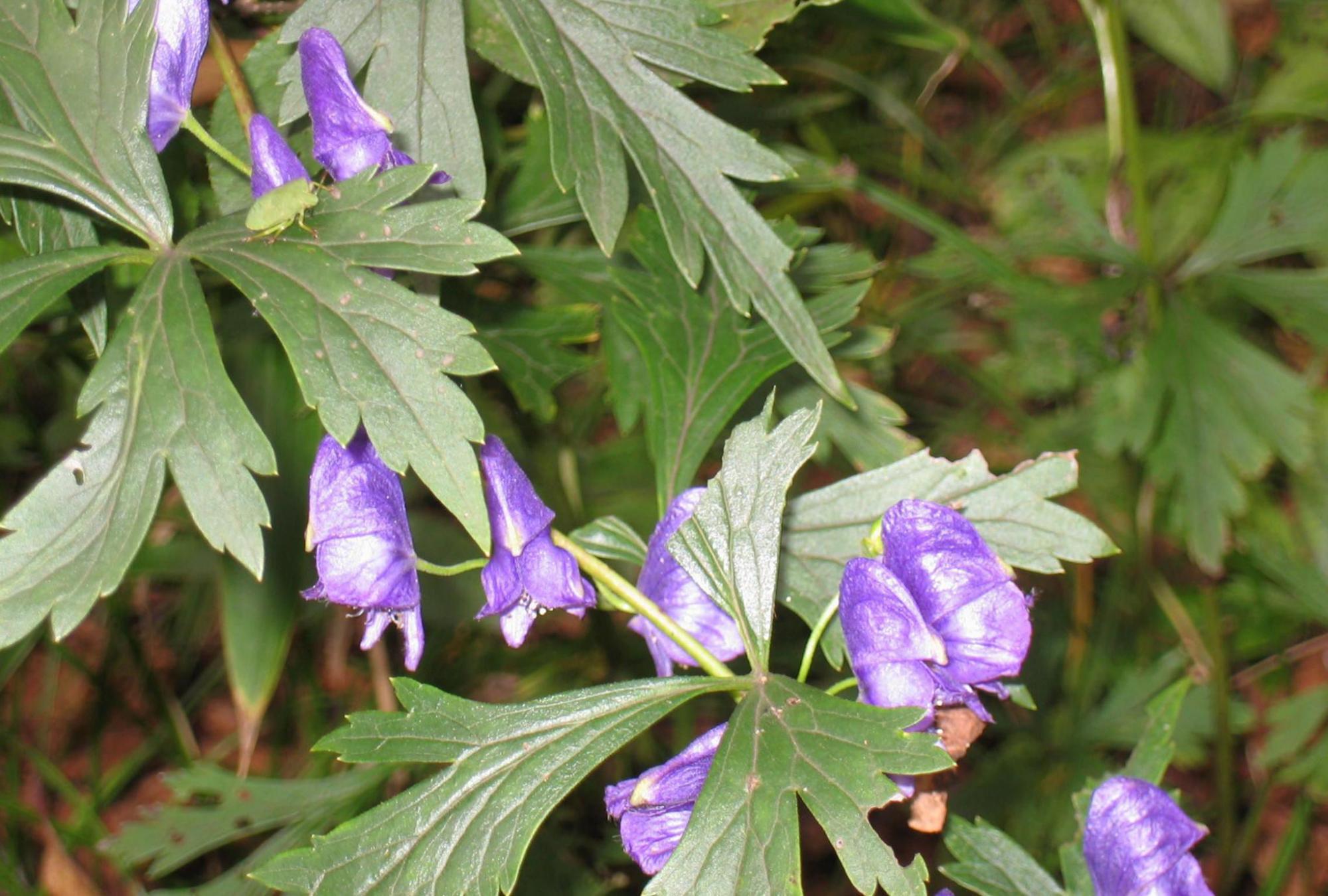 川乌为什么能成为道地药材?这其中究竟蕴含着什么奥秘?你知道吗