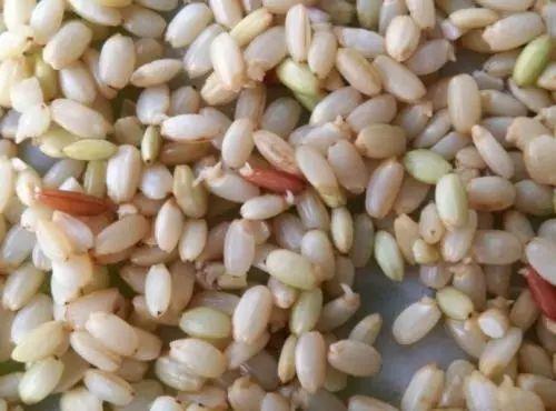 发芽糙米是什么?和糙米有什么分别?