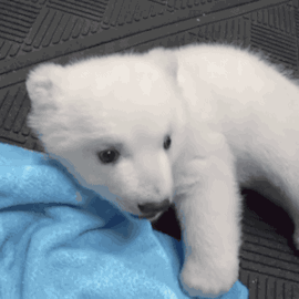 这么小的北极熊看着真好看,一点都不凶残,看着可爱的很!