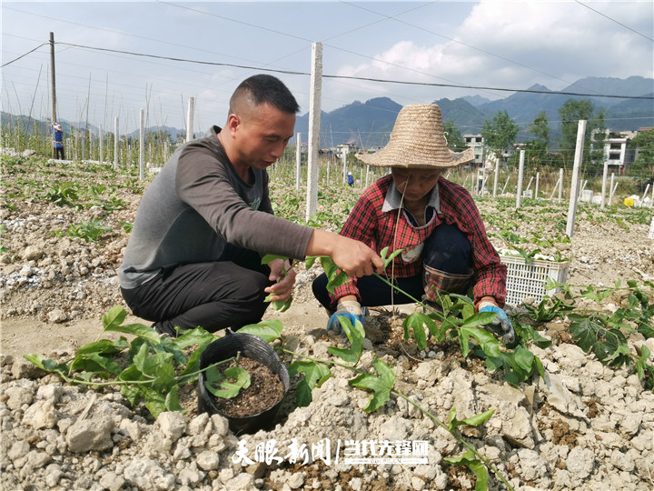 贵州榕江百香果种植基地 - 2020年最新商品信息聚合