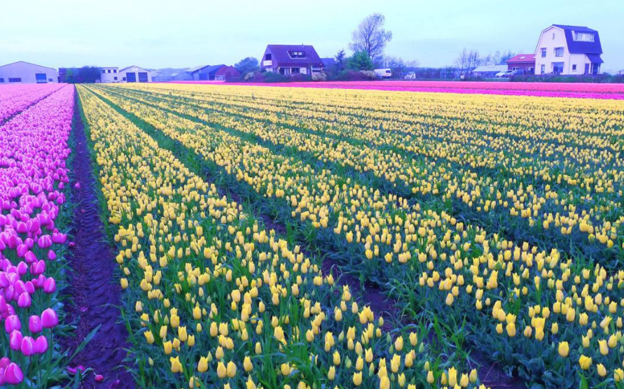 荷兰利瑟的郁金香花田,这样的五彩花海你见过吗?