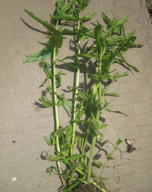 农村这种草叫"蚊母草",好处多多,却不为人所知