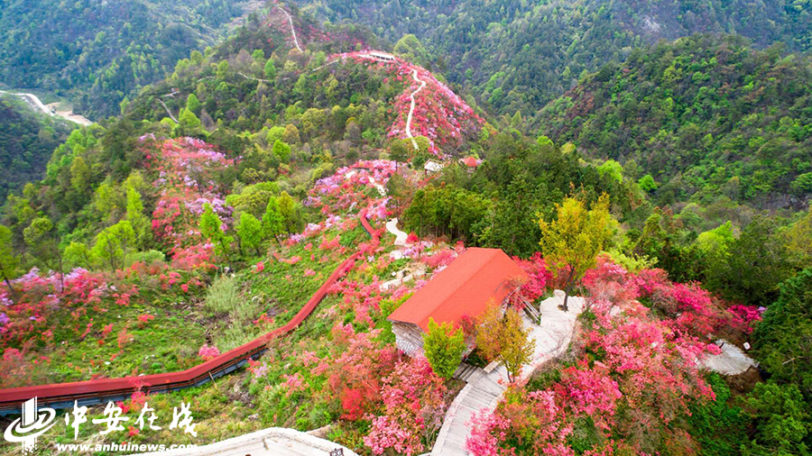 天峡杜鹃花图片